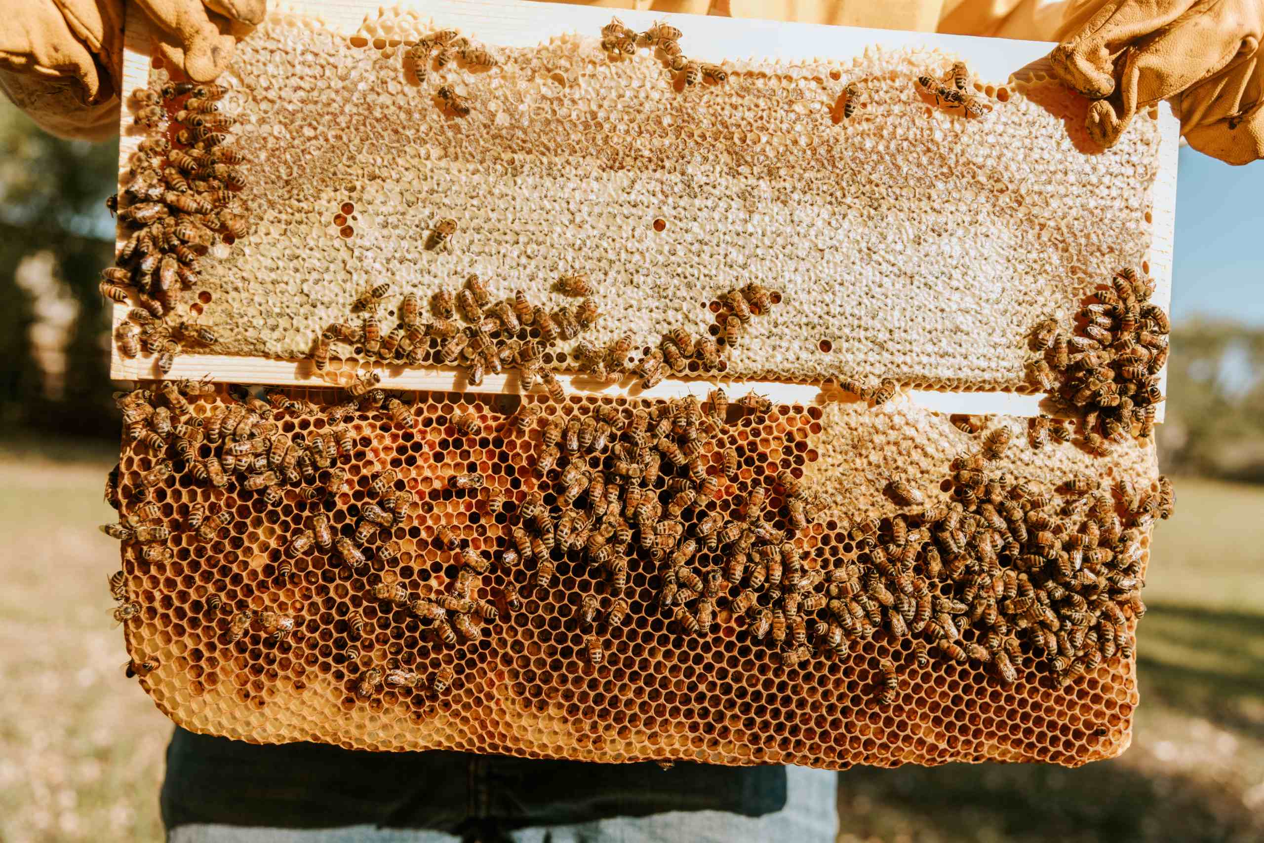 miele millefiori del salento - miele in favo